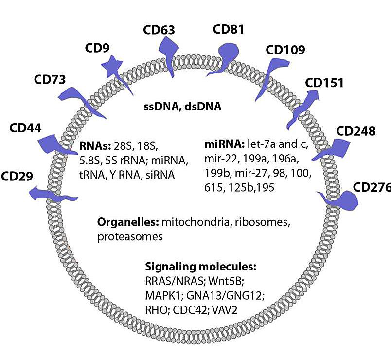 تصویر ویژگیها و محتوای درونی وزیکولهای خارج سلولی مشتق از سلولهای MSC تصویر ویژگیها و محتوای درونی وزیکولهای خارج سلولی مشتق از سلولهای MSC